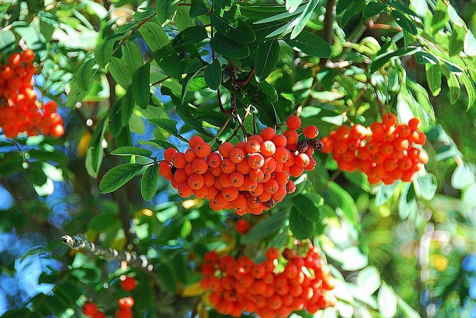 Rowan goes out in the fight against fungi