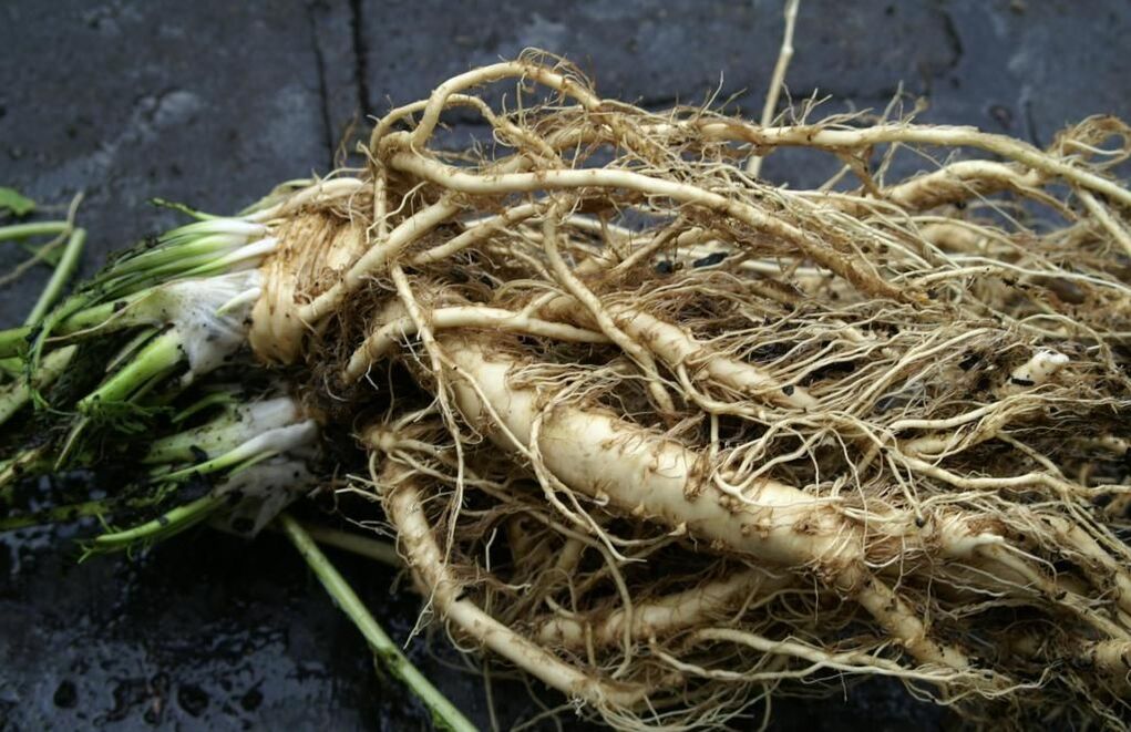 horseradish root against fungi